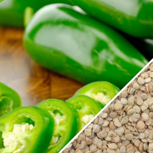 Close-up of Jalapeño hot pepper seeds from SeedsNow, showing bright green seeds ideal for planting spicy jalapeño peppers.