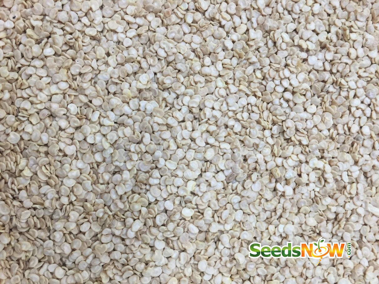 Close-up of NuMex Twilight hot pepper seeds from SeedsNow, showing small, vibrant seed clusters for planting.