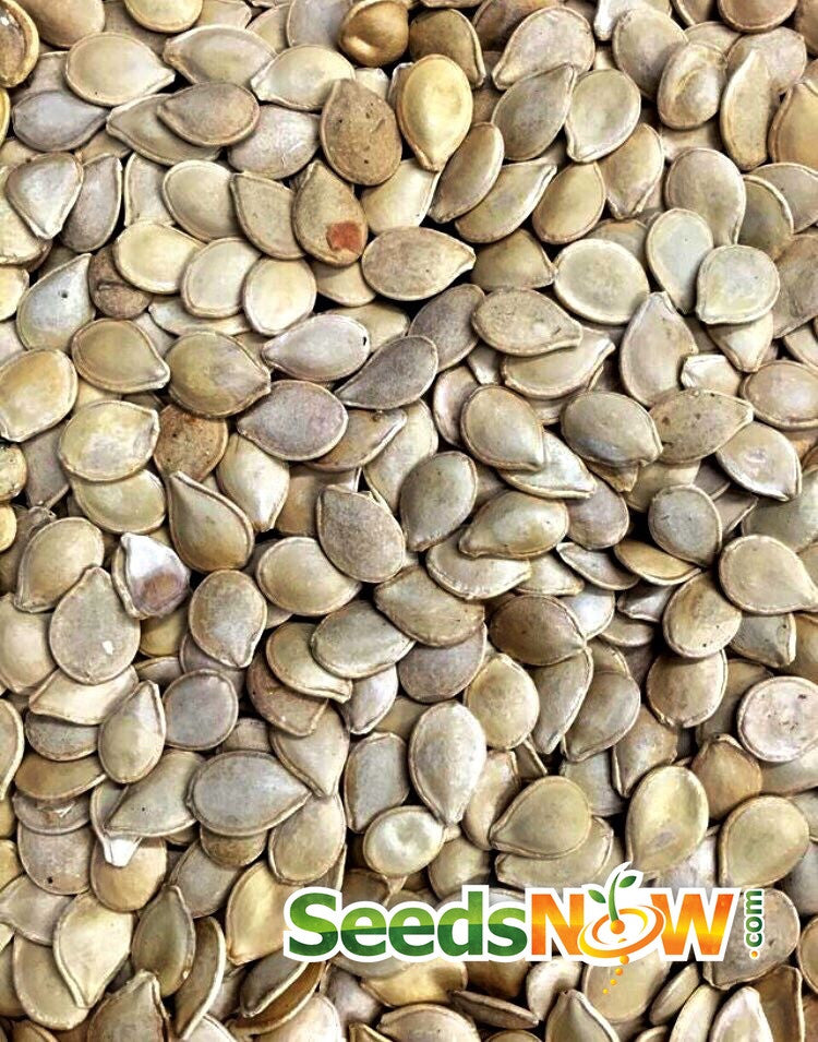 Close-up of Jack Be Little pumpkin seeds from SeedsNow, showing small, tan seeds with smooth surfaces on a white background.