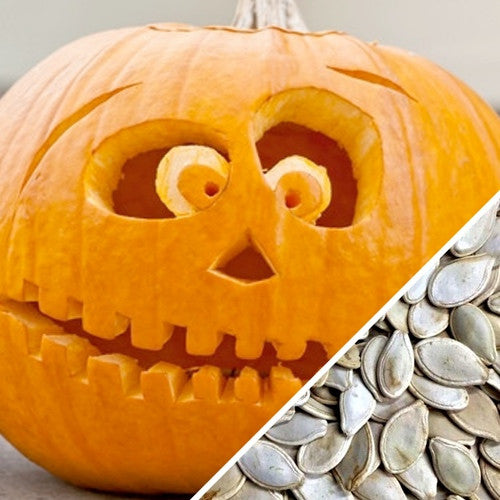 Close-up of fresh Jack O' Lantern pumpkin seeds from SeedsNow, showing shiny, plump seeds perfect for carving and planting.