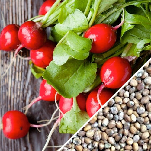 Fresh radish from SeedsNow Champion seeds, showcasing vibrant red roots and green leafy tops in a garden setting.