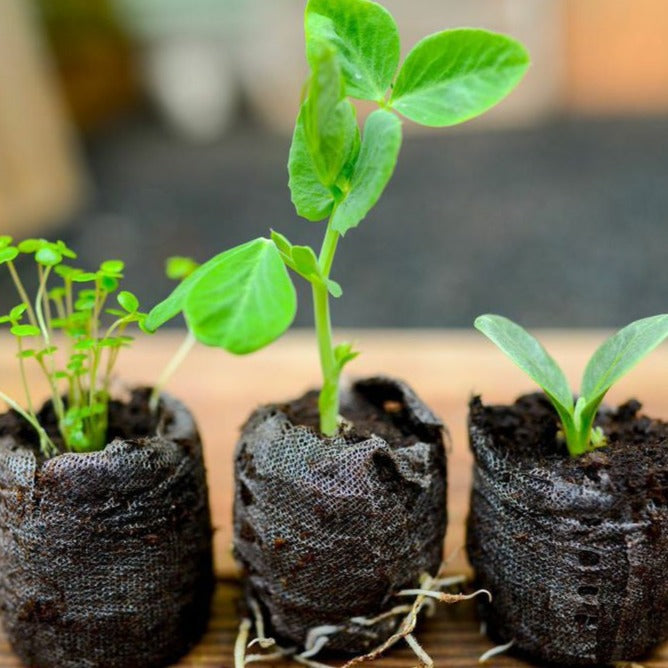 Organic seed starting soil pods from PODS, showing small biodegradable containers filled with nutrient-rich soil for seedlings.