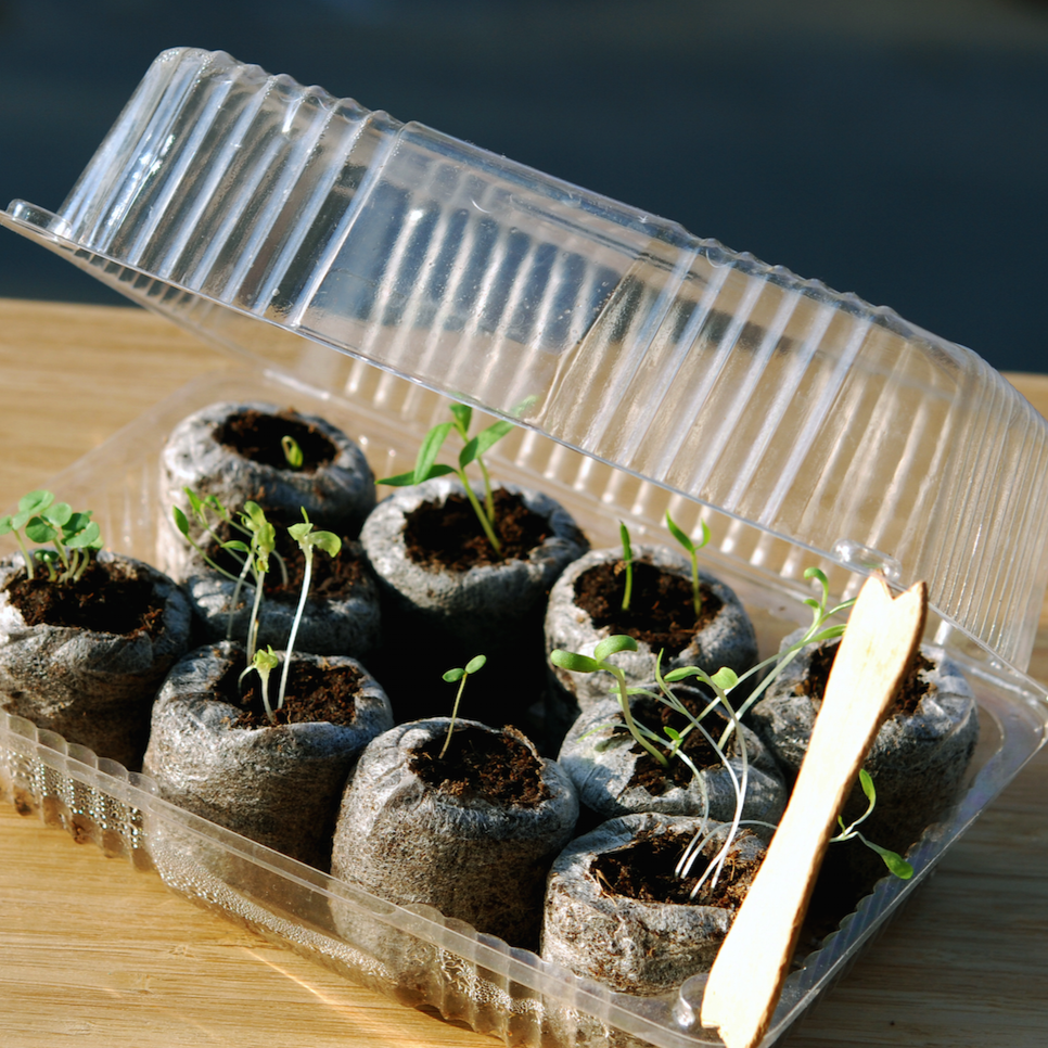 Organic seed starting soil pods by PODS, showing small biodegradable containers filled with nutrient-rich soil for seedlings.