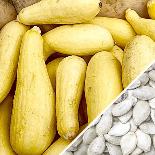 Yellow crookneck summer squash seeds from SeedsNow, showing fresh squash with yellow skin and distinctive curved shape.