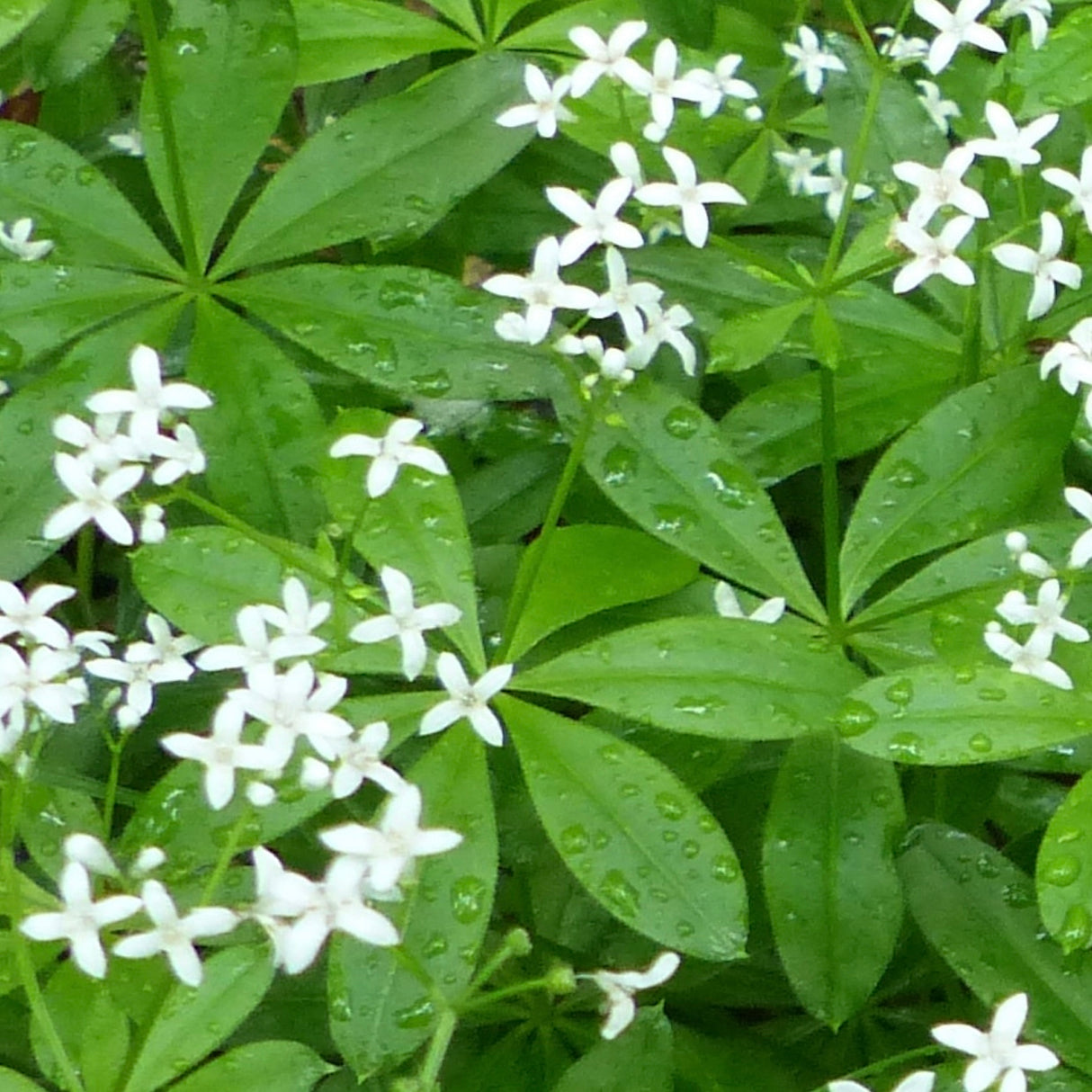 Sweet Woodruff seeds, also known as Sweet-Scented Bedstraw, from SeedsNow, showing small green seed packets.