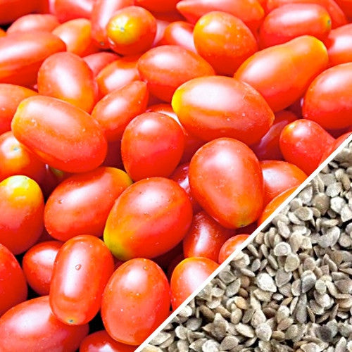 Red Pear Tomato seeds from SeedsNow, indeterminate variety, showing a cluster of ripe, pear-shaped red tomatoes on the vine.