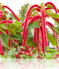 Amaranth - Red Garnet seeds - SeedsNow.com - Amaranth