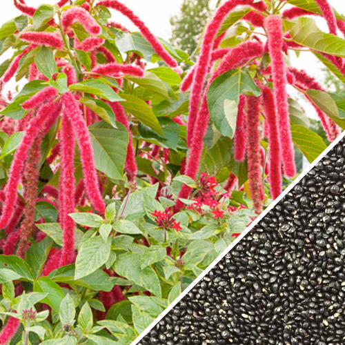 Amaranth - Red Garnet seeds - SeedsNow.com - Amaranth