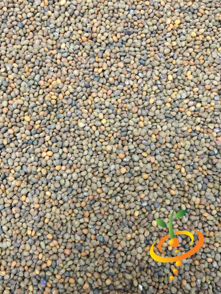 Fresh arugula seeds from SeedsNow, showing vibrant green arugula (rocket) seeds ready for planting or sprouting.