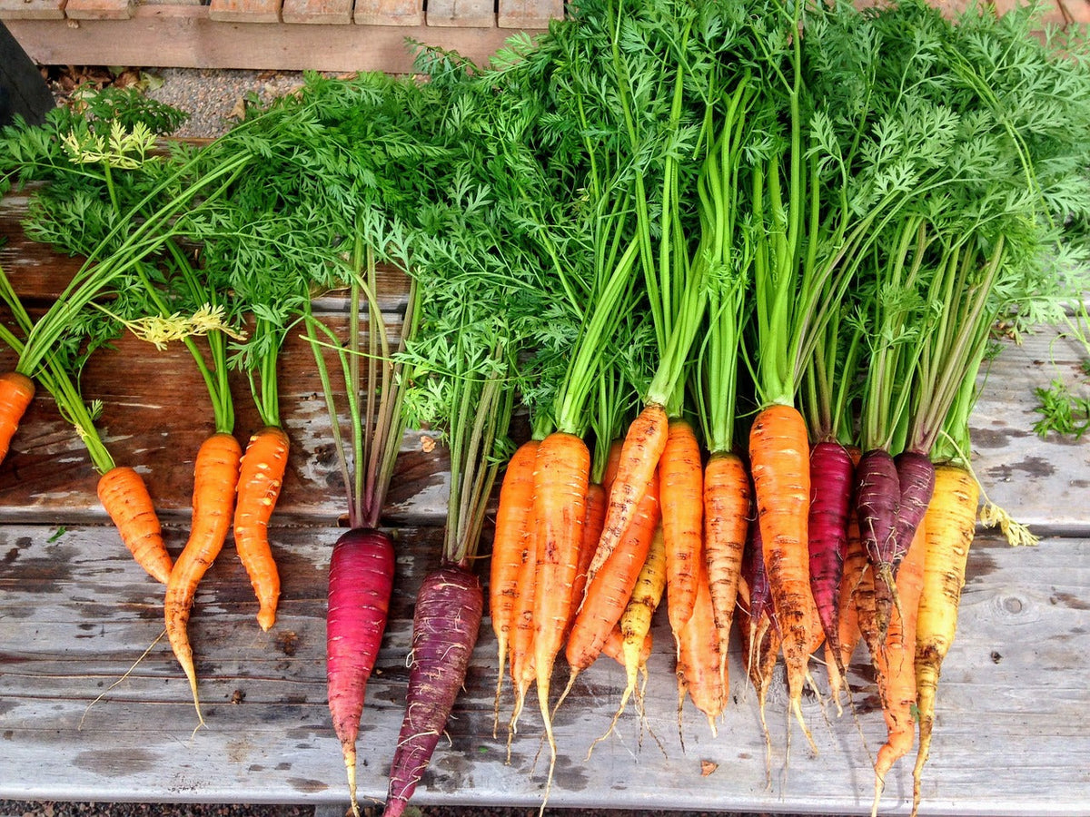 Heritage Rainbow Blend carrot seeds by SeedsNow, showing vibrant multicolored carrot seedlings ready for planting.