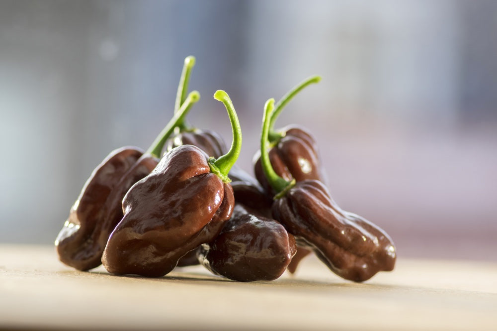 Pepper (Hot) - Habanero, Chocolate 🔥🔥🔥🔥🔥 - SeedsNow.com