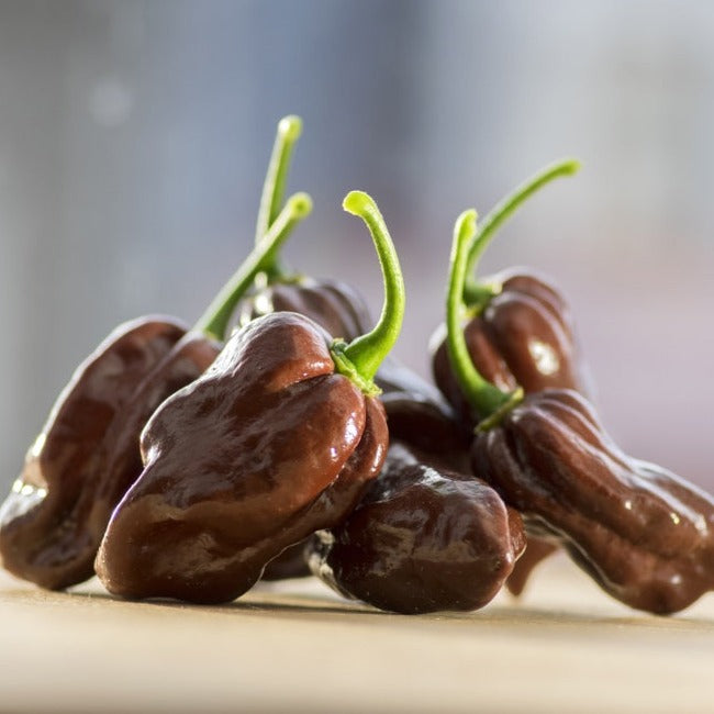 Pepper (Hot) - Habanero, Chocolate 🔥🔥🔥🔥🔥 - SeedsNow.com