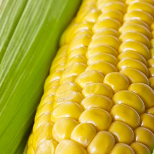 Corn - Golden Bantam, Sweet (Organic) - SeedsNow.com