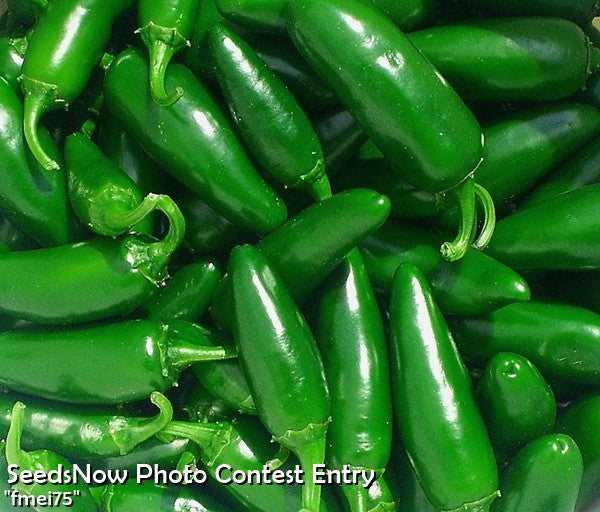 Close-up of fresh green jalapeño hot pepper seeds from SeedsNow, showing vibrant green peppers and seeds for planting.