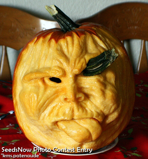 Close-up of a Jack O' Lantern pumpkin seed packet by SeedsNow, featuring vibrant orange pumpkin seeds for planting.