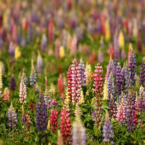 Wildflowers Lupine Scatter Garden Seed Mix by SeedsNow, showing vibrant purple lupine flowers and mixed wildflower seeds in a natural setting.