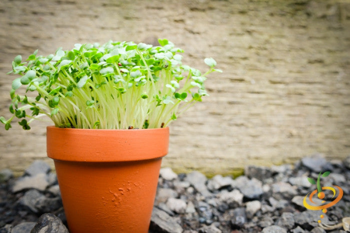 Fresh green mustard and mizuna microgreens sprouting from SeedsNow seed packets, ready for salads and garnishes.