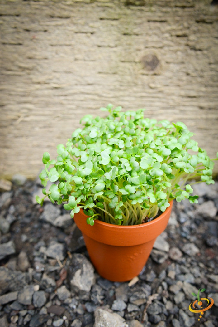 Fresh green mustard and mizuna microgreens sprouting from SeedsNow, showcasing vibrant, tender microgreens ideal for salads and garnishes.
