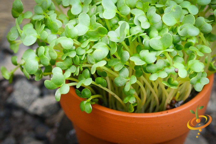 Fresh green mustard and mizuna microgreens sprouting from SeedsNow, showcasing vibrant, leafy microgreens on a clean background.