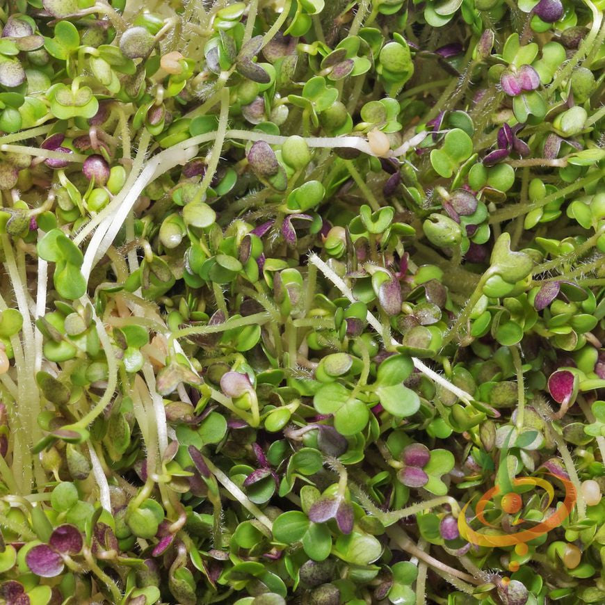 Fresh green mustard and mizuna microgreens sprouting from SeedsNow mustard and mizuna seed packets on a wooden surface.