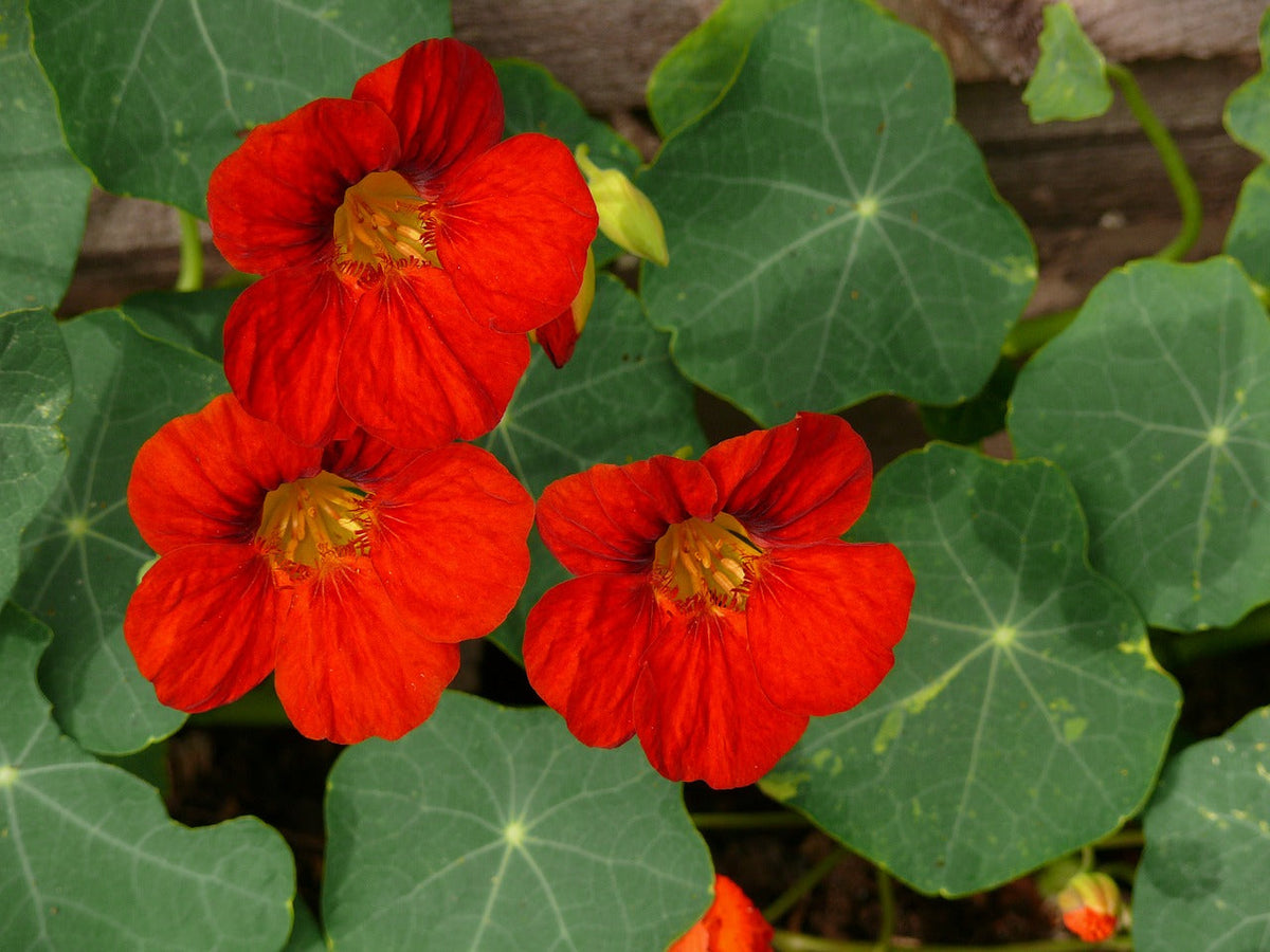 Bright yellow and orange Nasturtium Empress of India flower in full bloom, with vibrant green leaves and delicate petals.