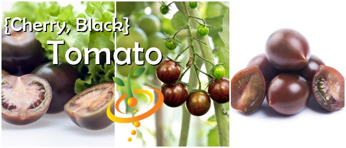 Black Cherry Tomato indeterminate seeds from SeedsNow, showing small dark ripe tomatoes on the vine.