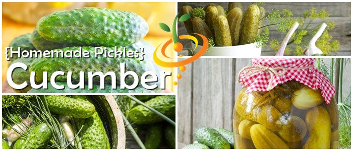 Cucumber Seeds from SeedsNow for homemade pickle-making, showing packet with fresh green cucumber illustrations on the label.