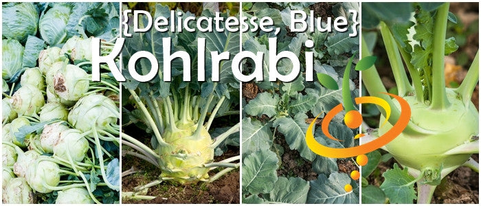 Kohlrabi Delicatesse with blue seeds from SeedsNow, showing fresh green bulb and leafy stems on a white background.
