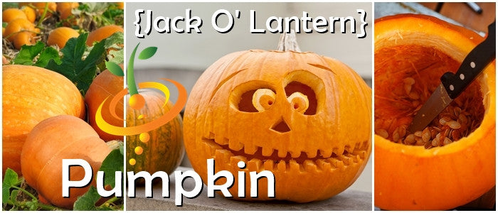Pumpkin Jack O' Lantern seeds from SeedsNow, showing fresh, orange pumpkin seeds perfect for carving and planting.