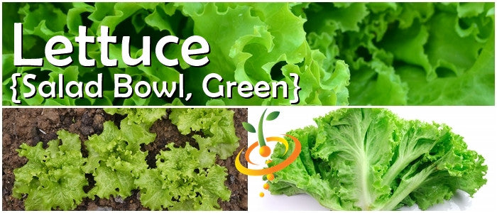 Green lettuce salad bowl seeds from SeedsNow, ideal for growing fresh, crisp lettuce in your garden.