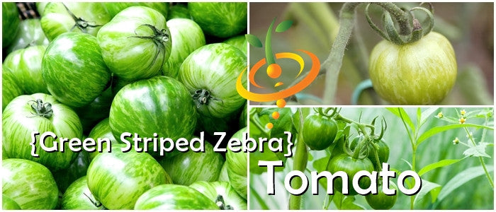 Green striped Zebra tomato plant from SeedsNow, showcasing ripe semi-determinate tomato with green and white striped skin.