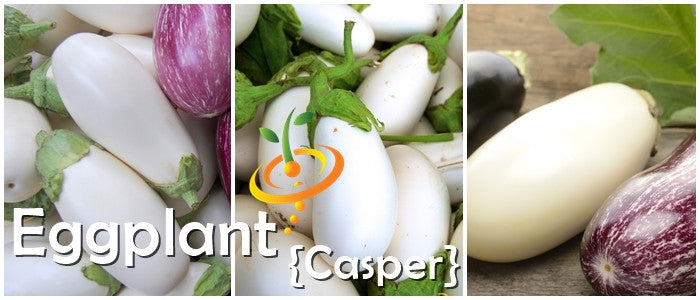 Fresh purple eggplant (aubergine) from SeedsNow, showcasing glossy skin and healthy stems ready for planting.