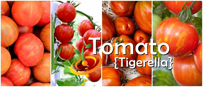 High quality heirloom organic Tomato Tigerella seeds with bright red and orange striped fruit on the vine