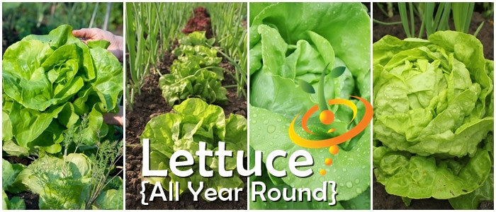 Fresh green lettuce from SeedsNow, ready for all year round planting, shown in a close-up image of vibrant lettuce leaves.