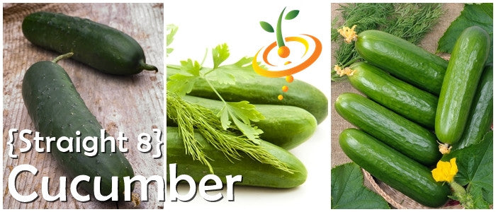 Fresh green straight cucumber with SeedsNow branding, showcasing healthy cucumber seeds on page display.