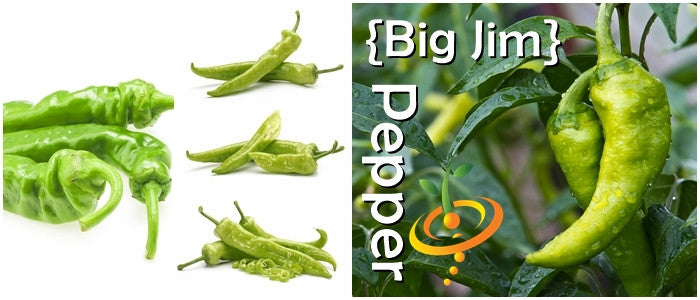 Bright red Big Jim hot pepper from SeedsNow, showcasing its elongated shape and glossy skin on the plant.