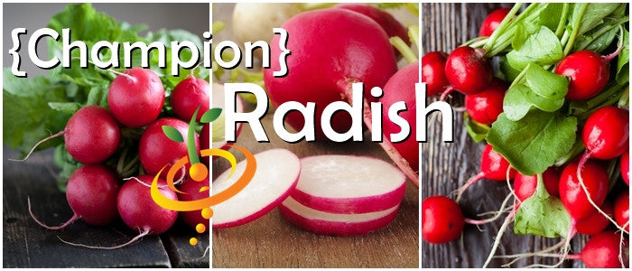 Fresh Champion radish from SeedsNow, vibrant red radish with green leaves, ready for harvest in a garden setting.