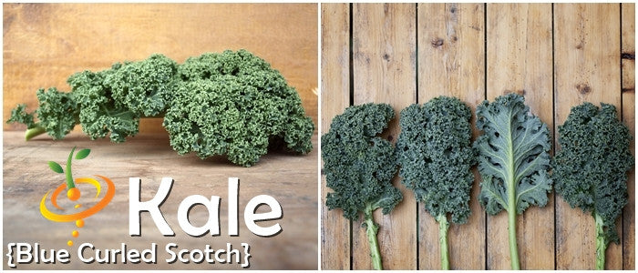 Blue Curled Scotch kale leaves from SeedsNow, showing vibrant, curly blue-green kale with textured ruffled edges.