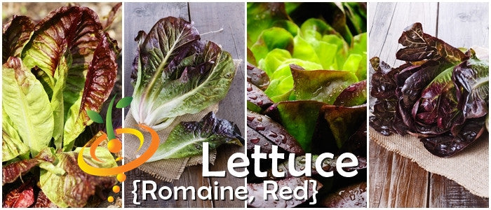 Fresh Romaine lettuce with red seeds from SeedsNow, showing vibrant green leaves and red seed details.