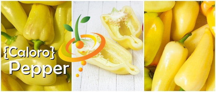 Yellow Caloro jalapeño hot pepper seeds from SeedsNow, bright green peppers with a fiery appearance and smooth skin.