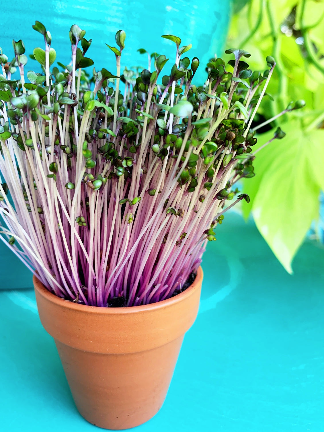 Red cabbage microgreens sprouting from SeedsNow, vibrant and fresh red cabbage seeds for nutritious microgreens.