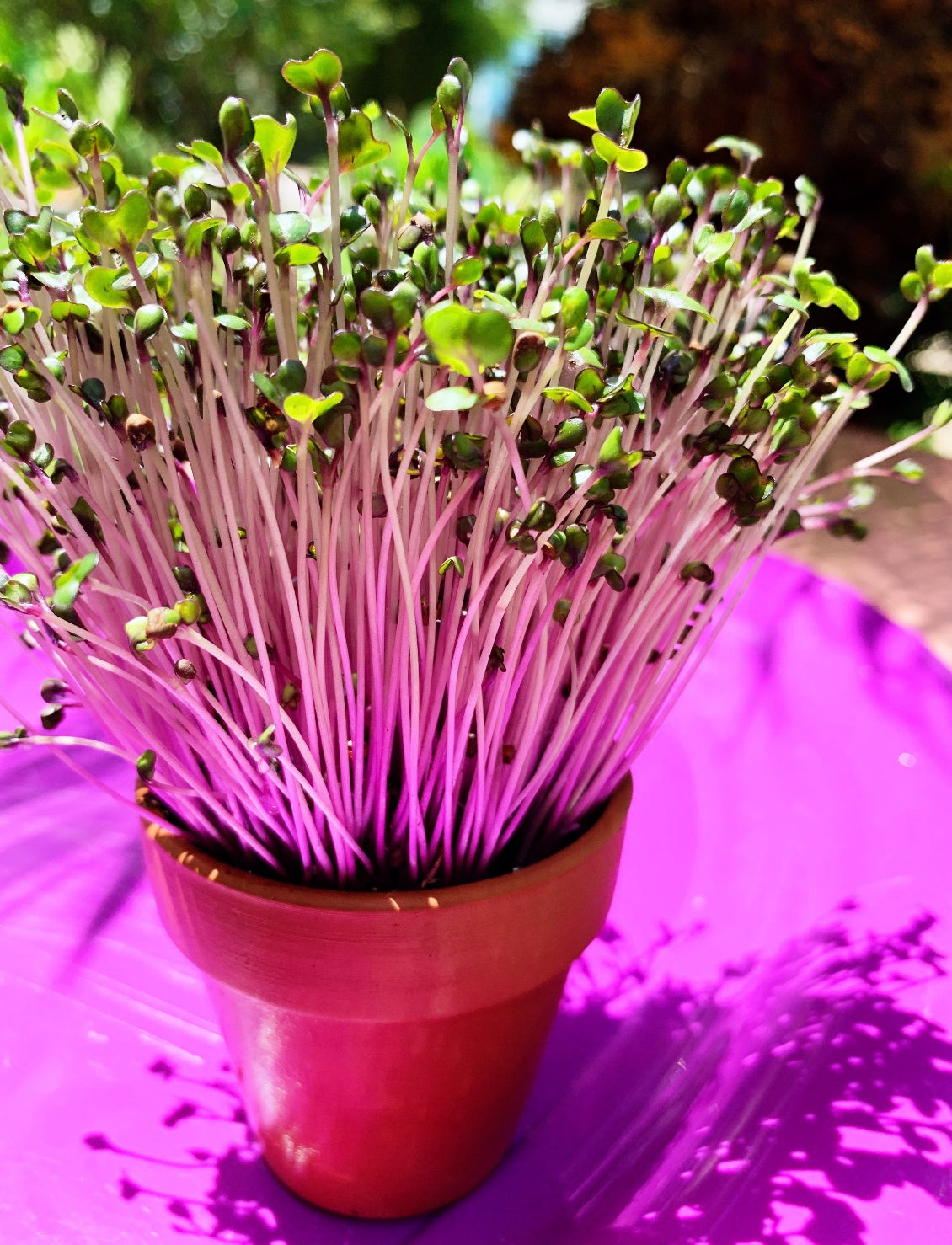 Red cabbage microgreens sprouting from SeedsNow, vibrant red sprouts on a clean background, showcasing fresh microgreens.