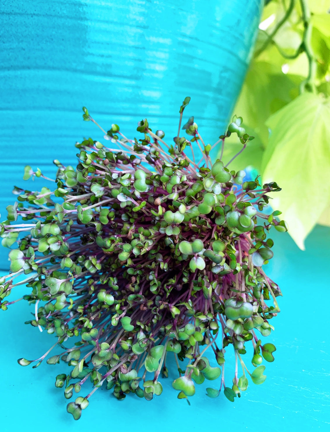 Red cabbage microgreens sprouting from SeedsNow, vibrant red sprouts of cabbage seeds on a neutral background.