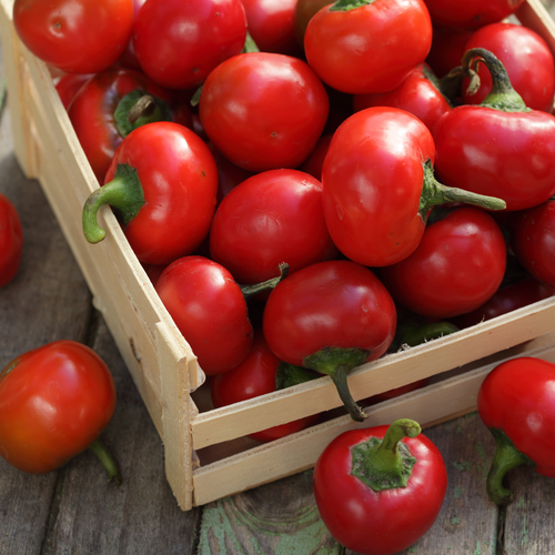 Large red cherry sweet pepper with vibrant color and glossy skin, shown in a close-up image.