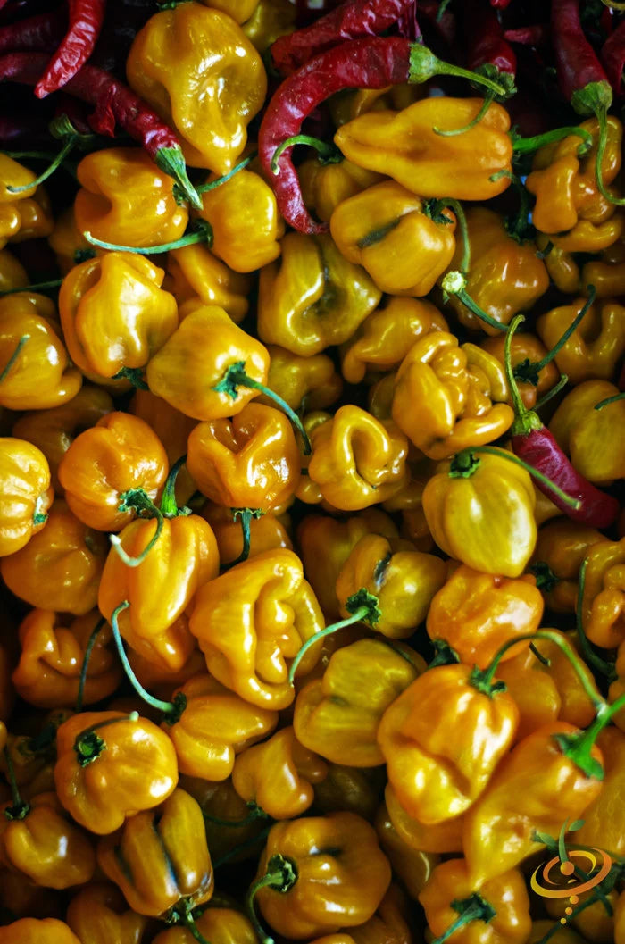 Pepper (Hot) - Habanero, Lemon π₯π₯π₯π₯ - SeedsNow.com