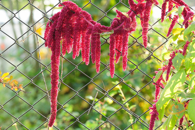 Amaranth - Red Garnet seeds - SeedsNow.com - Amaranth
