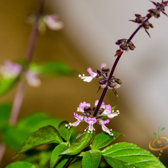 Basil - Thai.