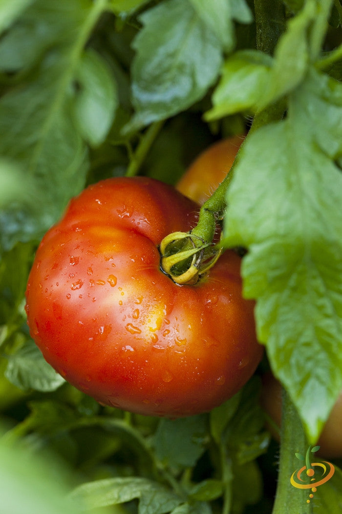 Mortgage Lifter Tomato Seeds (100% Heirloom/Non-Hybrid/Non-GMO)
