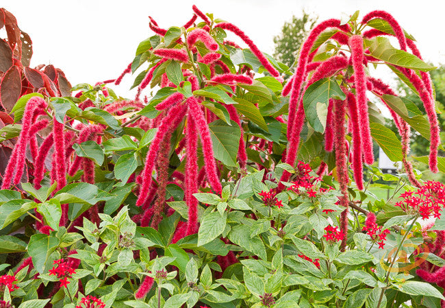 Amaranth - Red Garnet seeds - SeedsNow.com - Amaranth