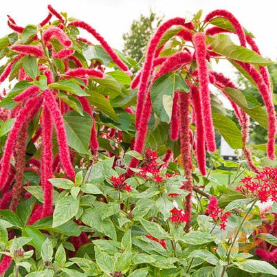 Amaranth - Red Garnet seeds - SeedsNow.com - Amaranth